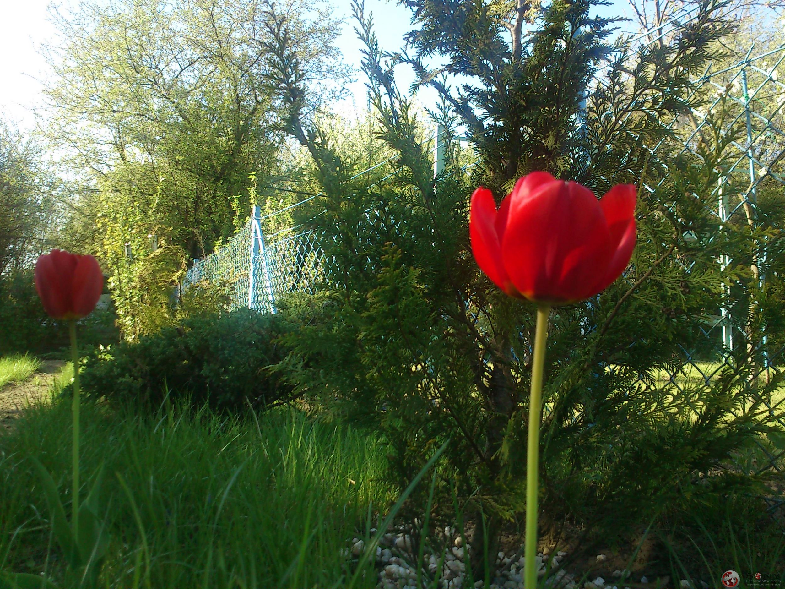 Posted Image
