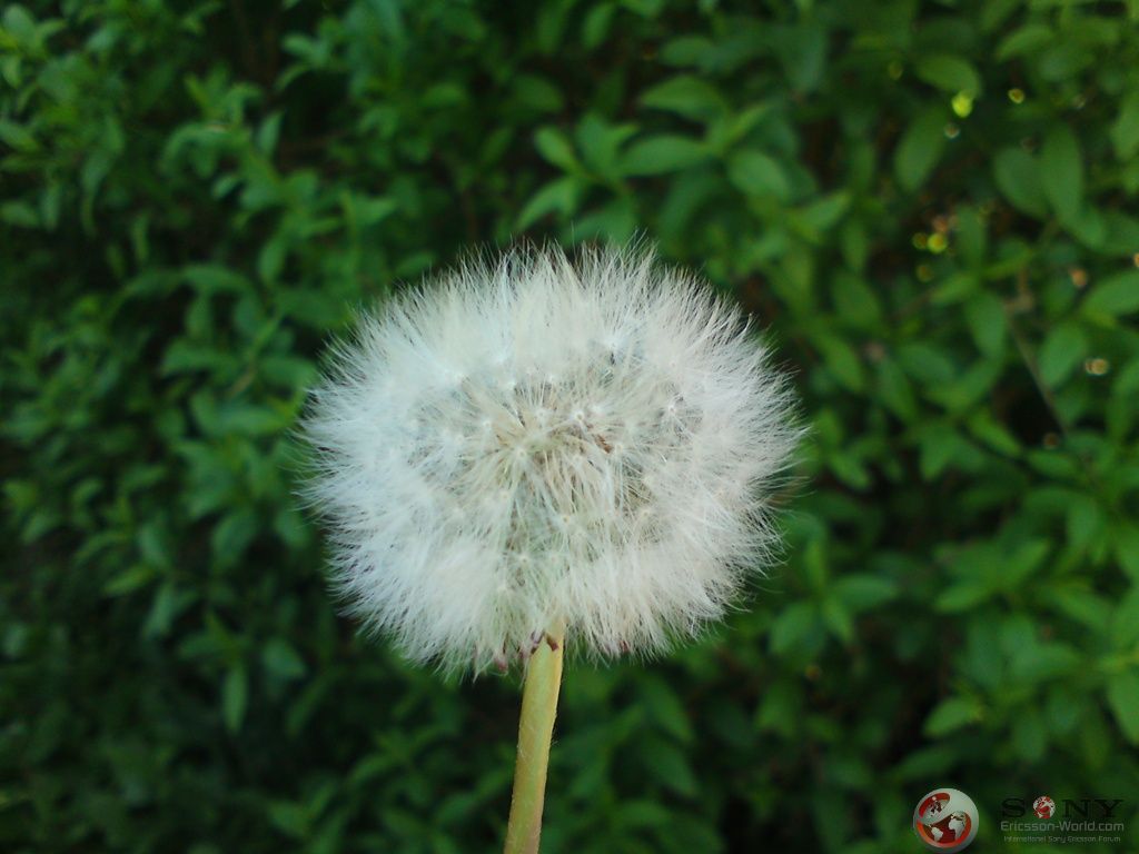 Posted Image