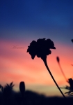 komarc's Photo